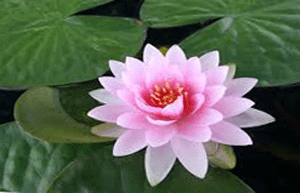 yoga lotus